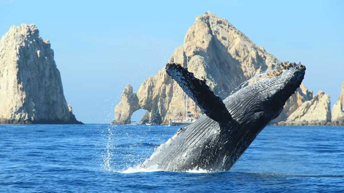 ballenas4