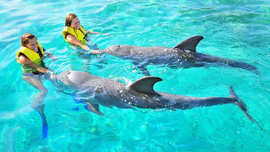 delfines1